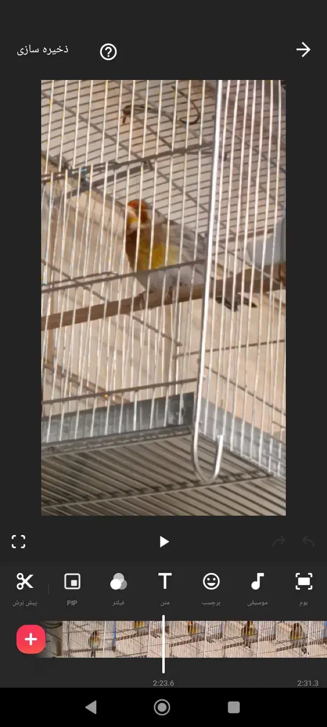 سهره قناری|پرنده|پاکدشت, حصار امیر|دیوار