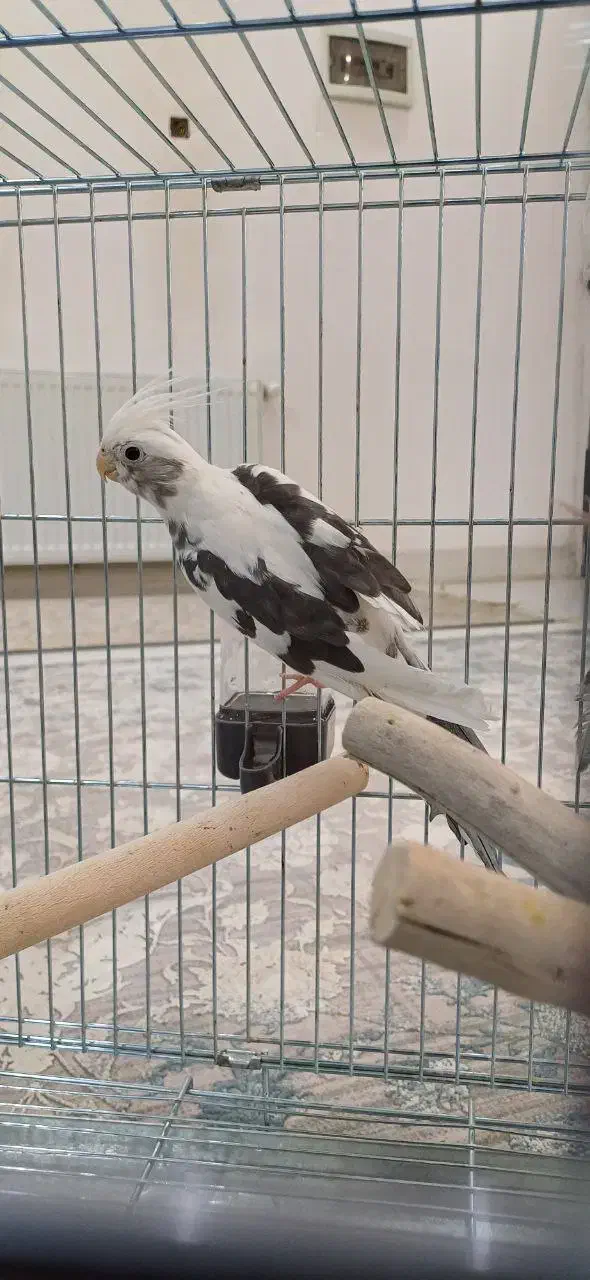 عروس هلندی|پرنده|سیرجان, |دیوار