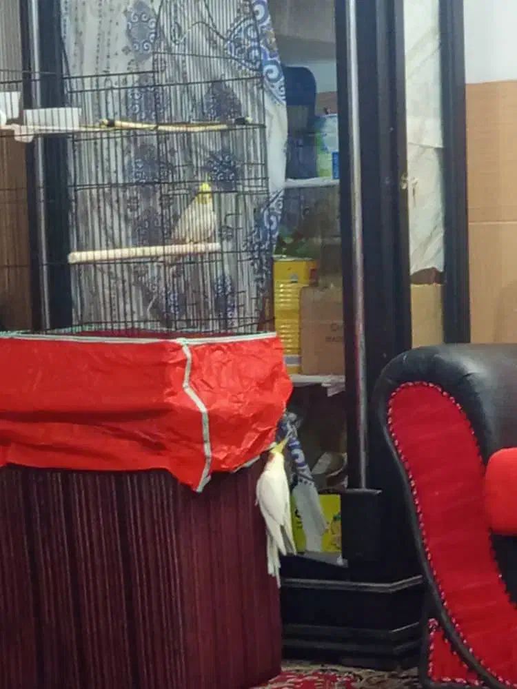 عروس هلندی لوتینا|پرنده|یزد, |دیوار