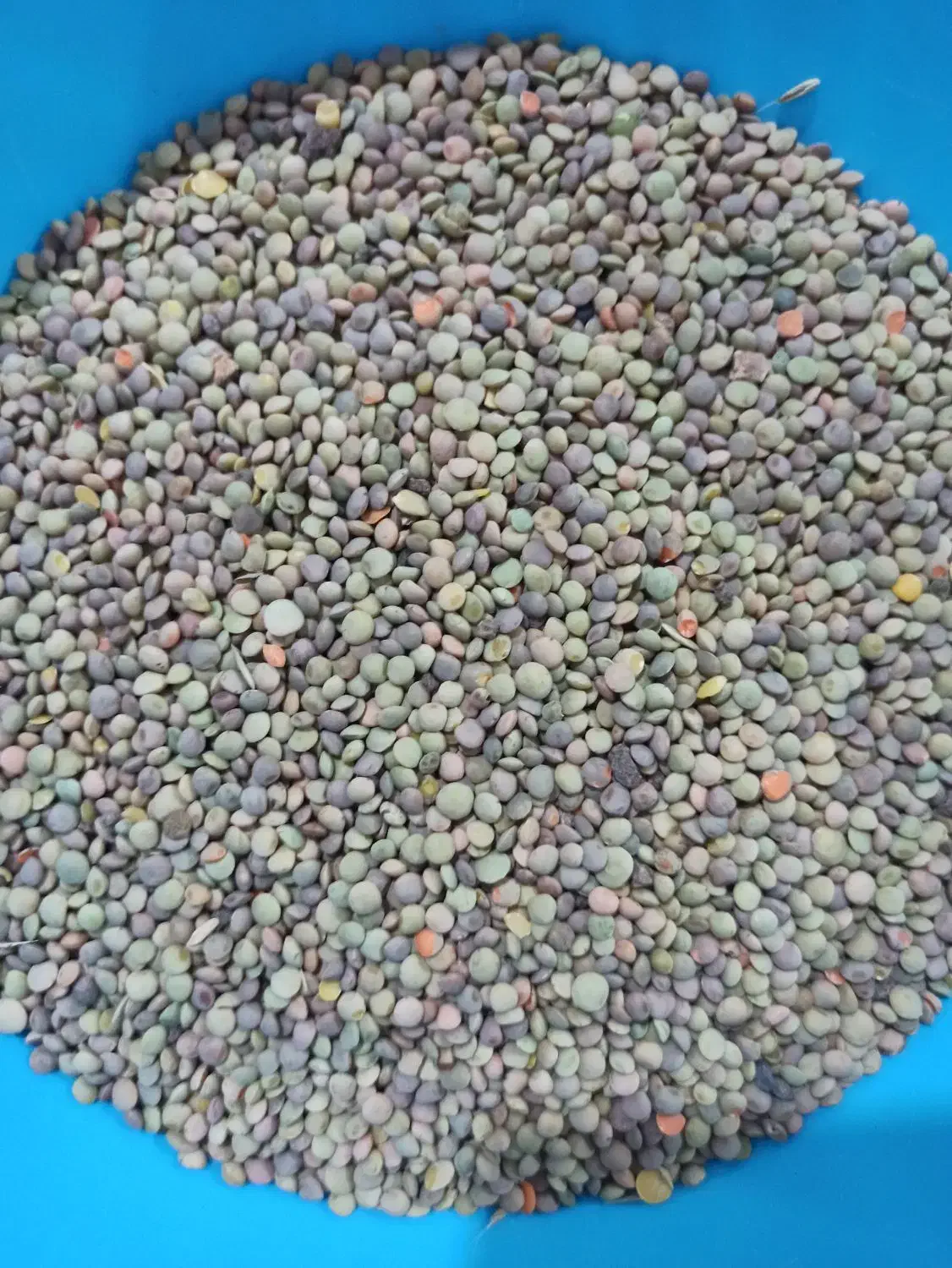 عدس|خوردنی و آشامیدنی|خلخال, |دیوار