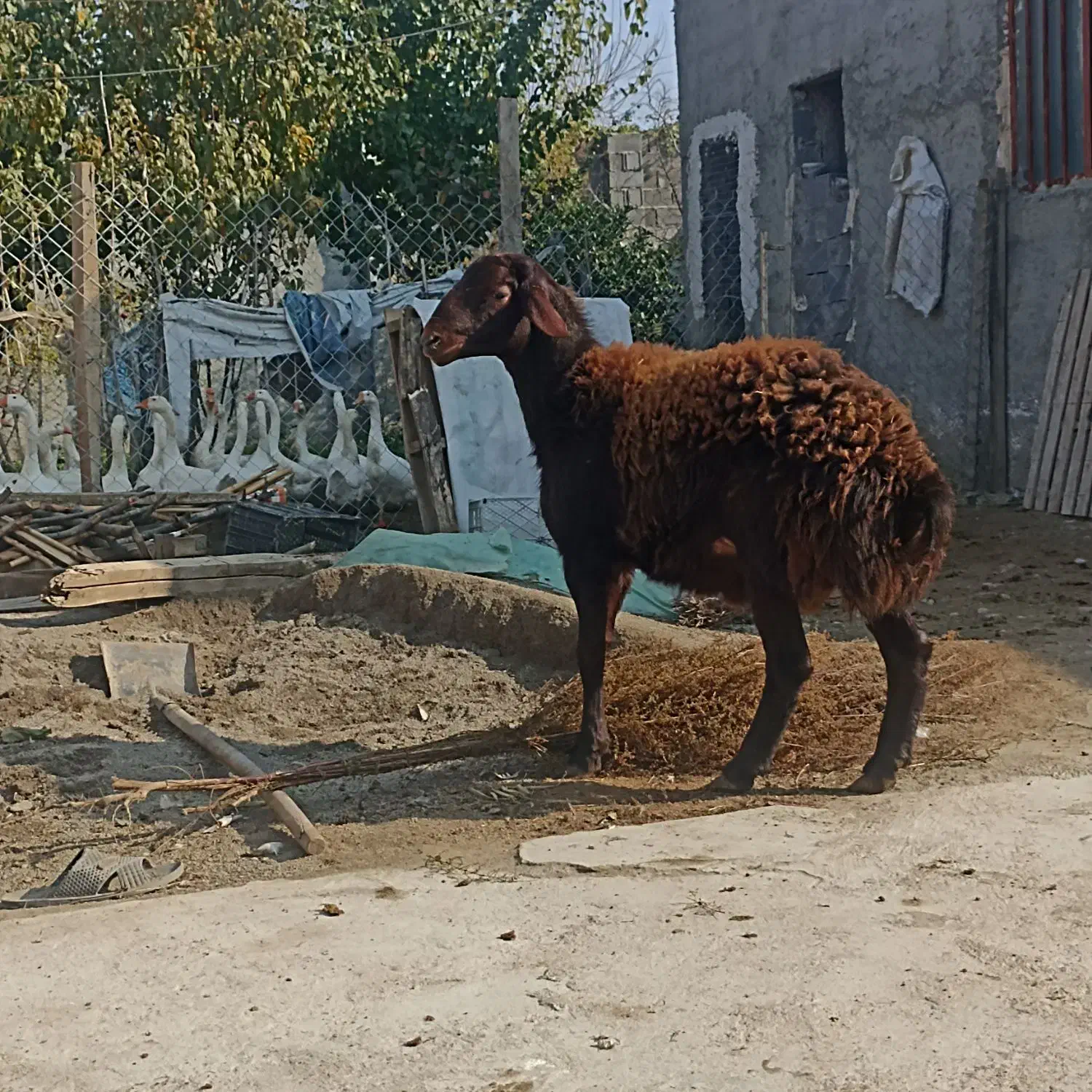 نر بره|حیوانات مزرعه|جلین, |دیوار