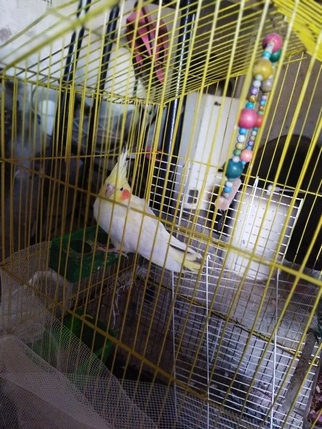 عروس هلندی|پرنده|قشلاق دشت, |دیوار