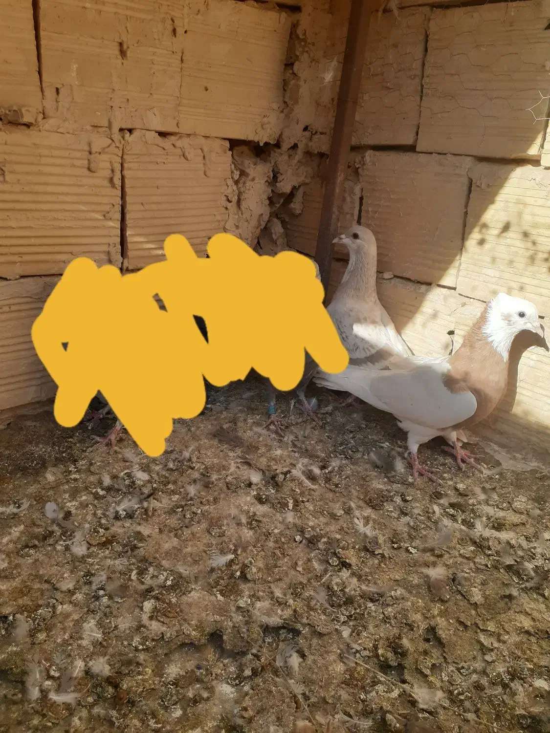 کفتر بوم|پرنده|تربت جام, المهدی|دیوار