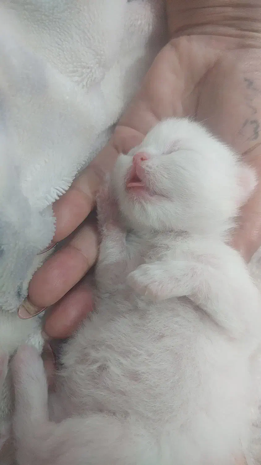 گربه پرشین فلت|گربه|ساری, |دیوار