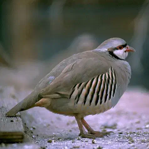 بلدرچین کوهی گمشده|حیوانات|گلبهار, شهر جدید گلبهار|دیوار