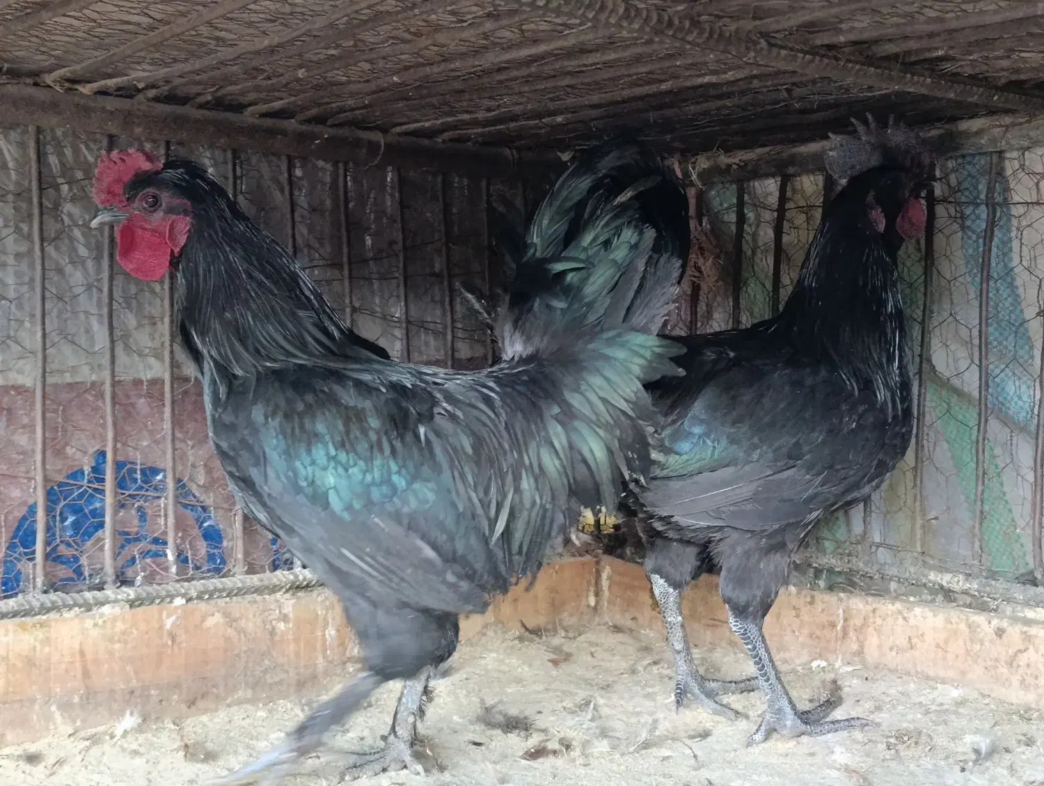 خروس ایام سمانی|حیوانات مزرعه|اردبیل, |دیوار