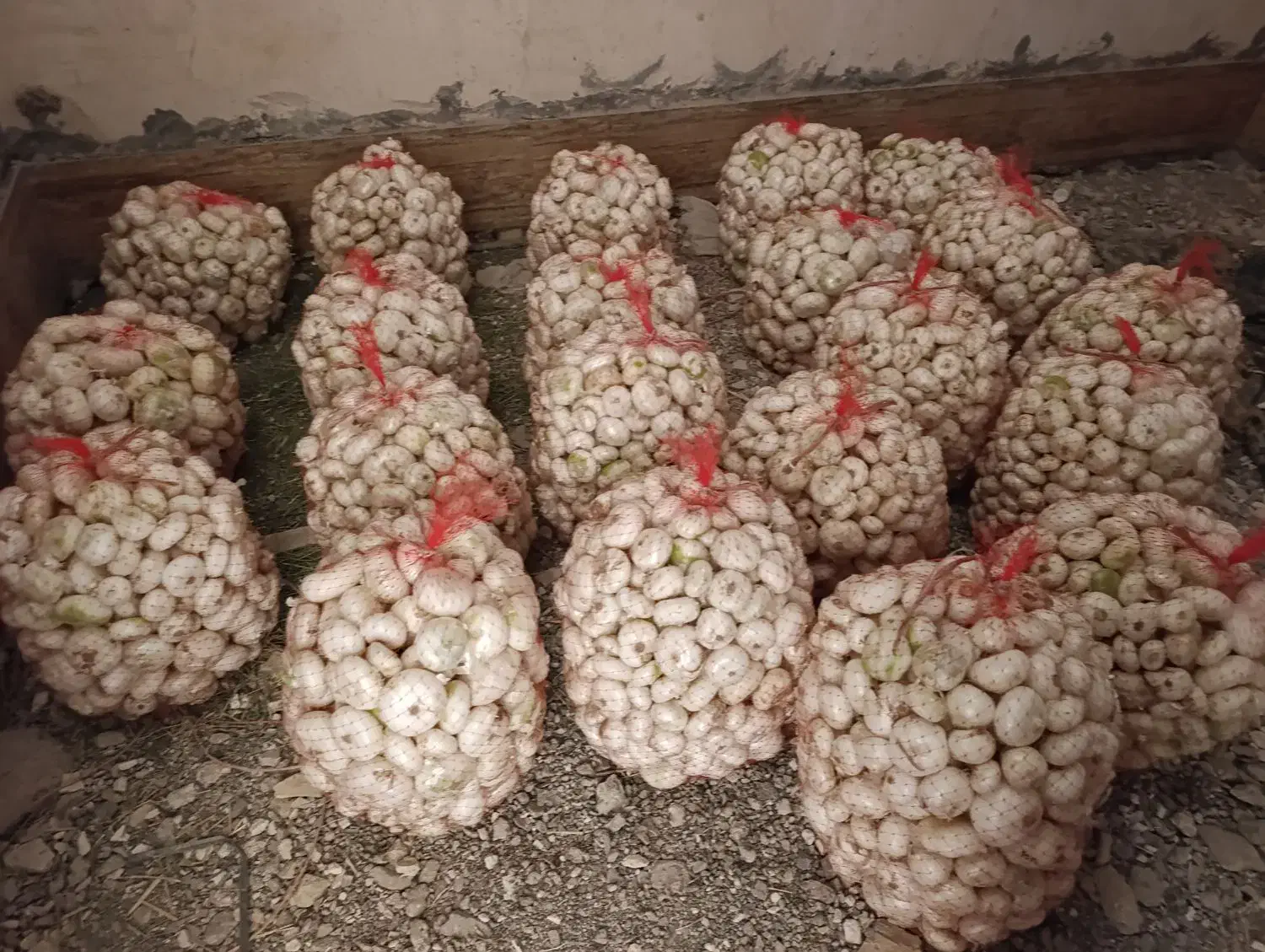 پیاز درجه یک شیرین|خوردنی و آشامیدنی|رشتخوار, |دیوار