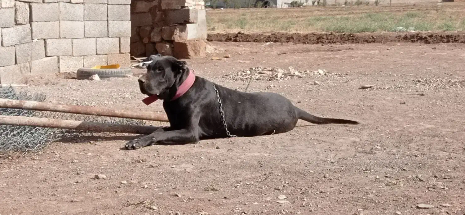 سرابی|سگ|اردبیل, |دیوار