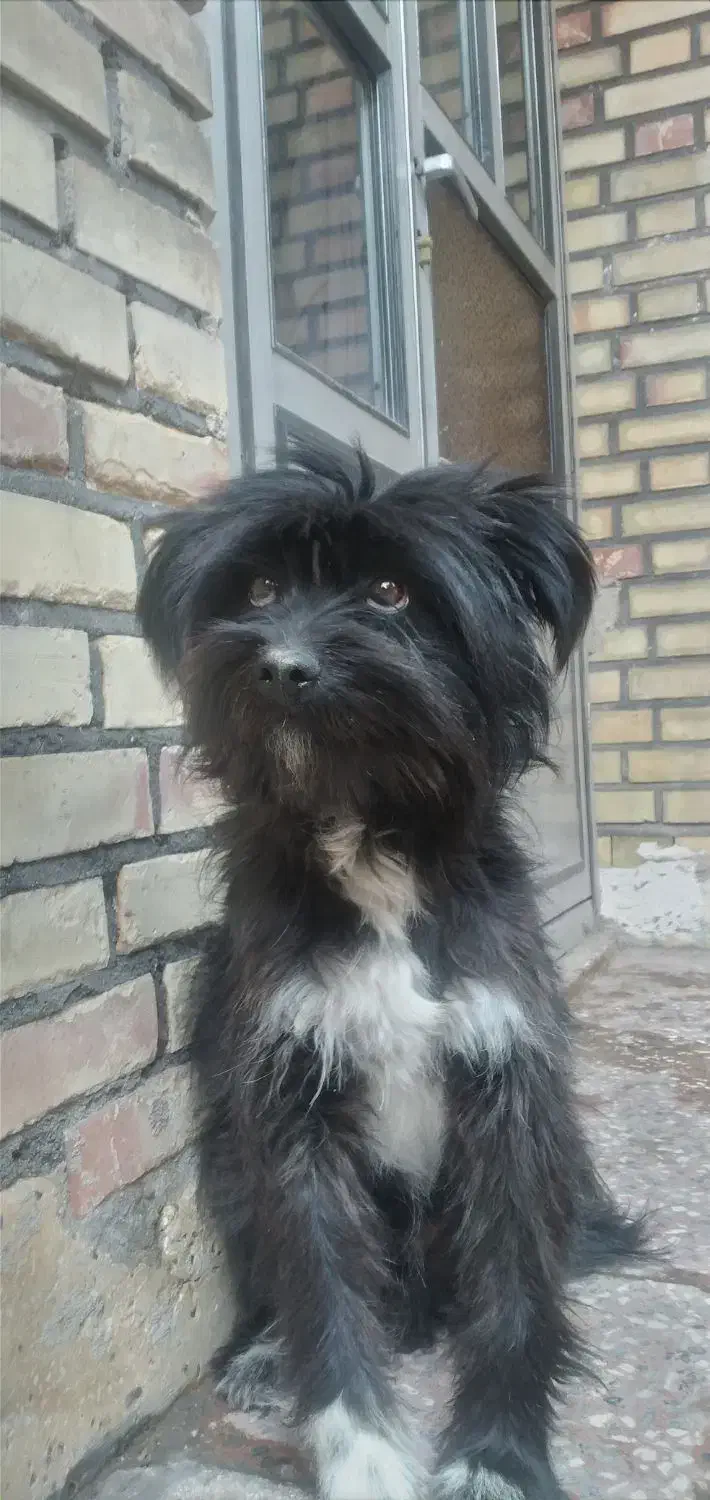 فروش سگ|سگ|اهر, |دیوار