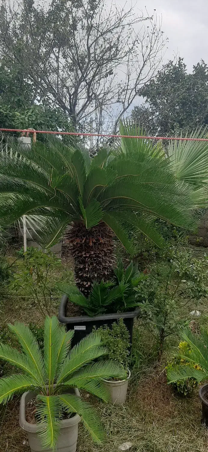 دو عدد سیکال فوق لوکس|گل و گیاه طبیعی|رودسر, |دیوار