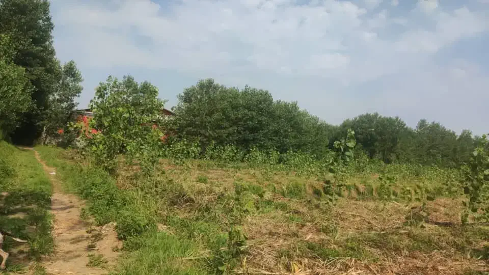 فروش زمین باغی زیرقیمت برای کاشت درخت|فروش زمین و ملک کلنگی|ضیابر, |دیوار