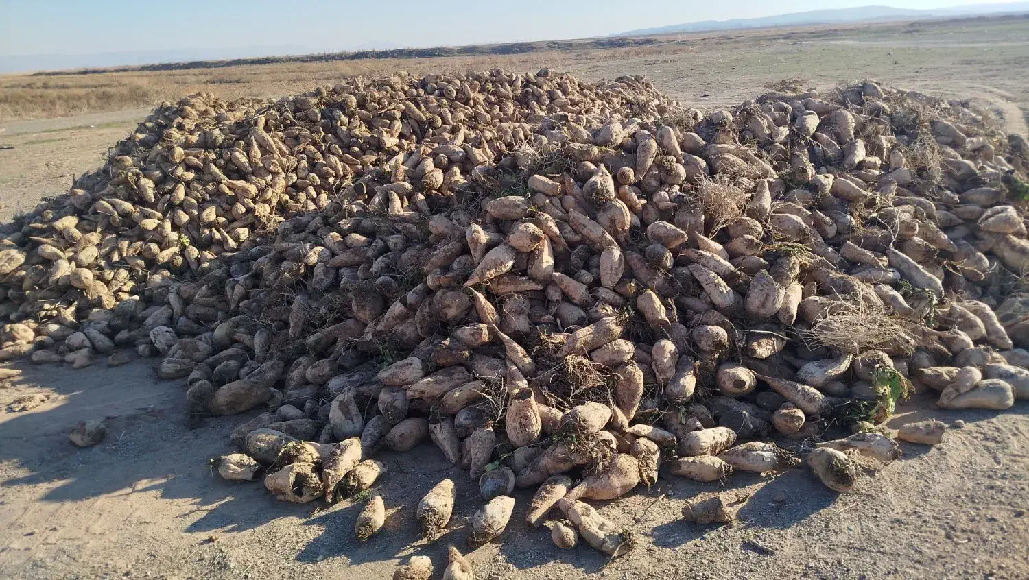 چغندر قند|خدمات باغبانی و درختکاری|پلدشت, |دیوار