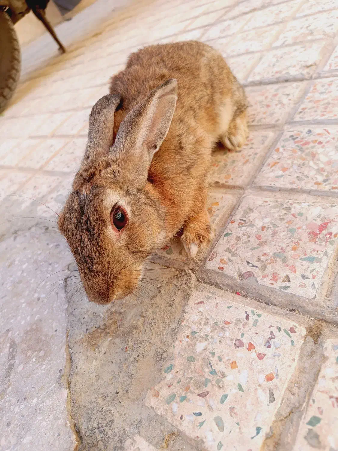 خرگوش|موش و خرگوش|بندرعباس, |دیوار