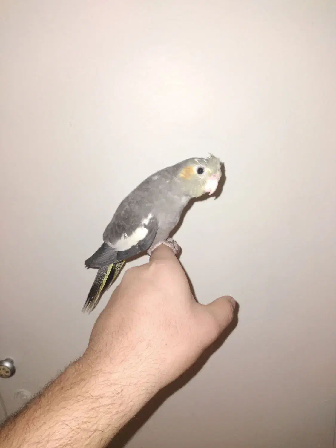 عروس هلندی نر شاه تخم|پرنده|تهران, جوادیه تهرانپارس|دیوار