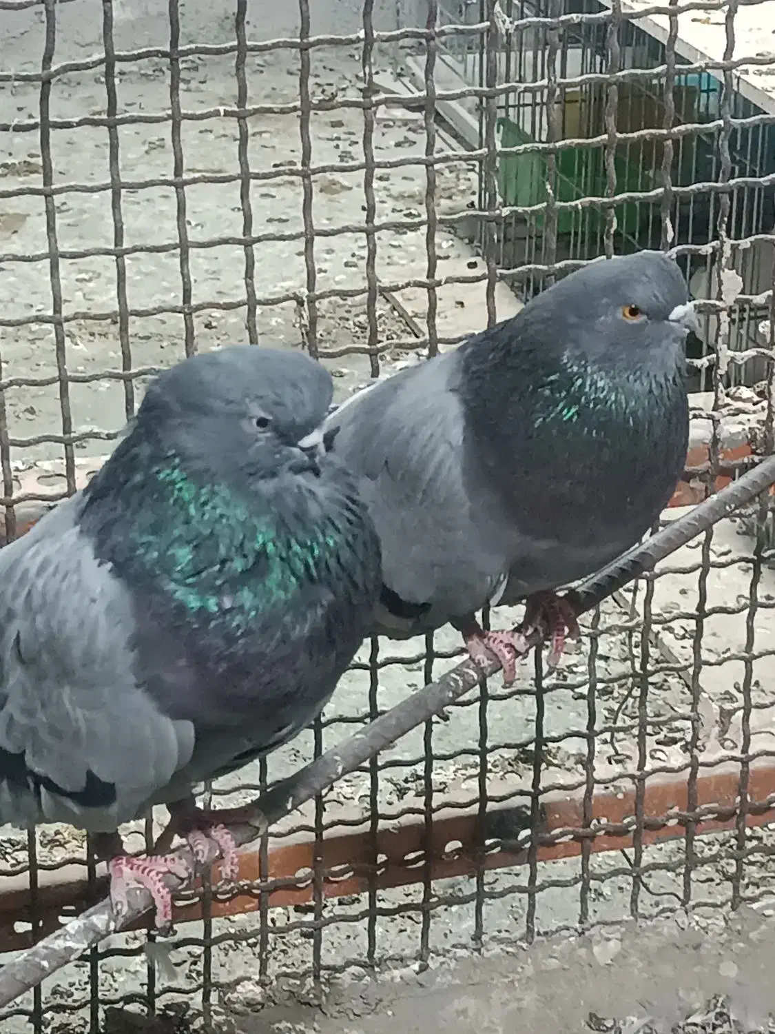 یک جفت کفتر سبز نوک قنار|پرنده|بندرعباس, |دیوار