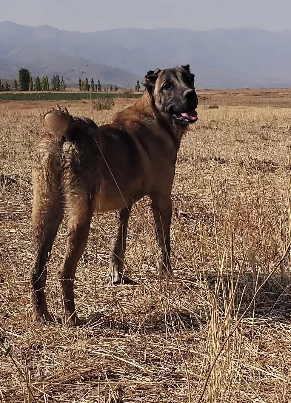 واگذاری|سگ|سراب, |دیوار