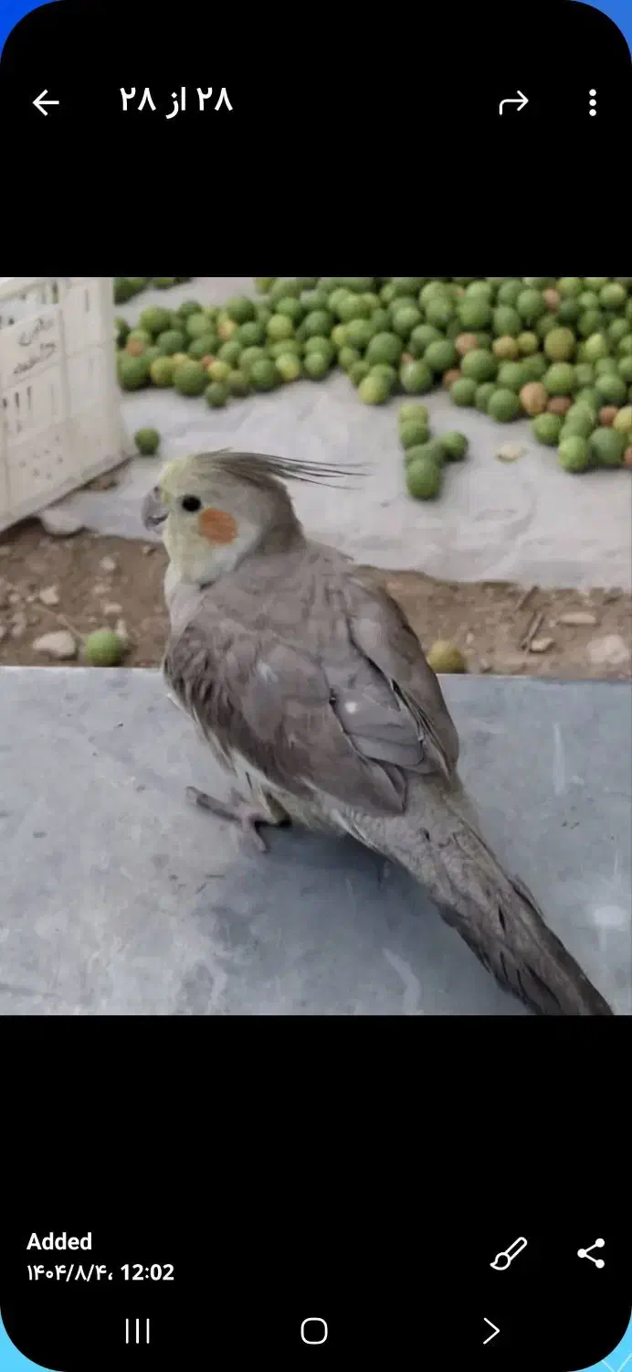 گمشده|حیوانات|جهرم, |دیوار