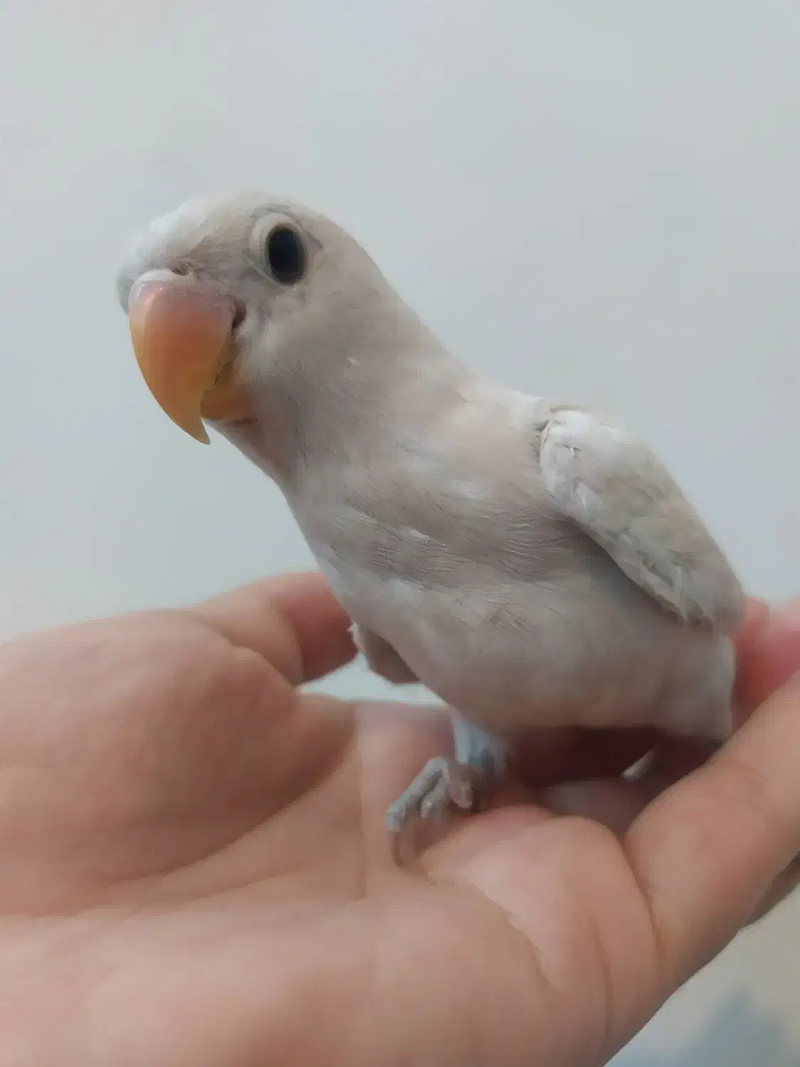 کوتوله برزیلی فروشی یک عدد|پرنده|اردکان, |دیوار