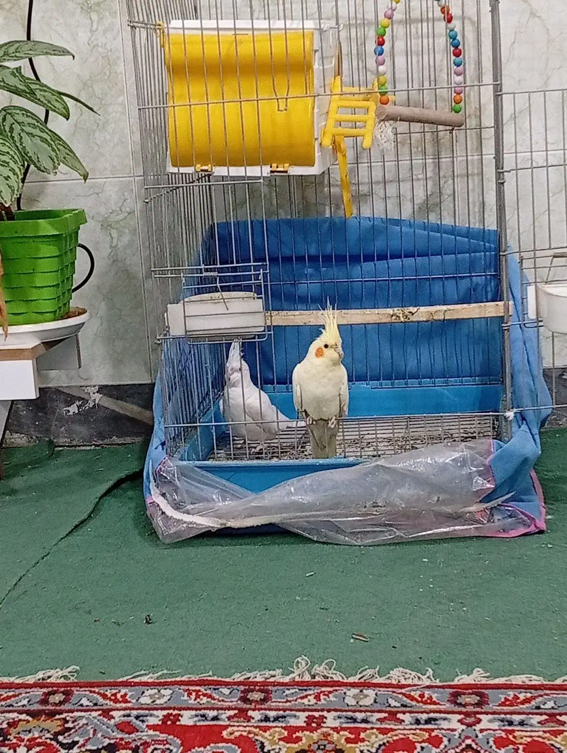 عروس هلندی|پرنده|شیراز, کوشک میدان|دیوار