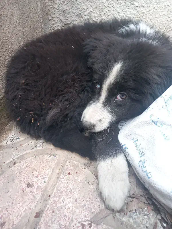 سگ واگزاری|سگ|سنندج, |دیوار