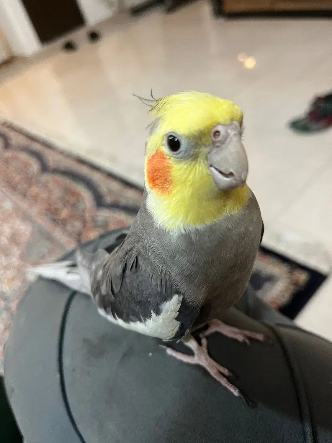 مژدگانی دو ملییون تومانی|حیوانات|بروجرد, |دیوار