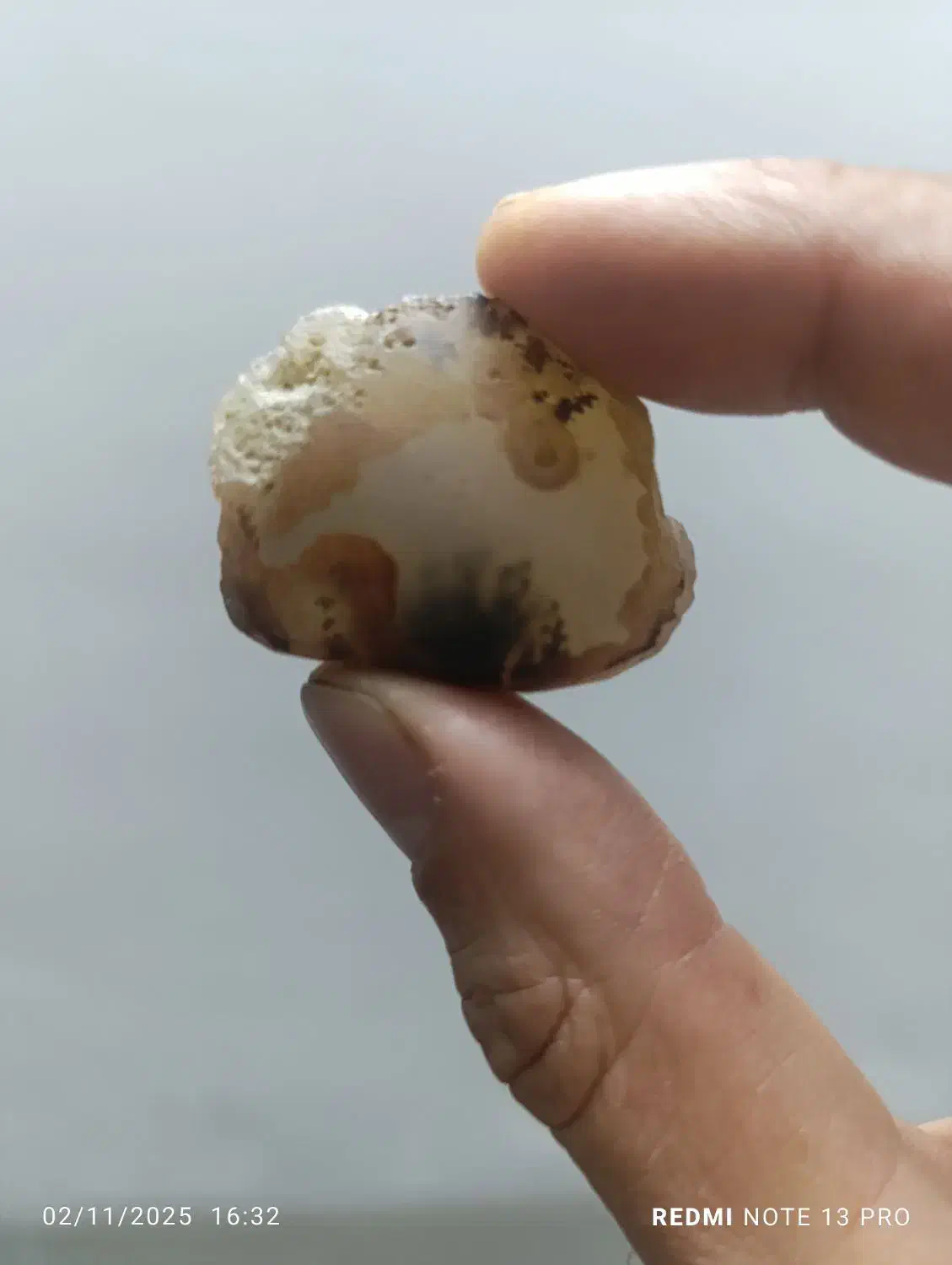 راف شجرمشکی تک درخت|جواهرات|یزد, |دیوار