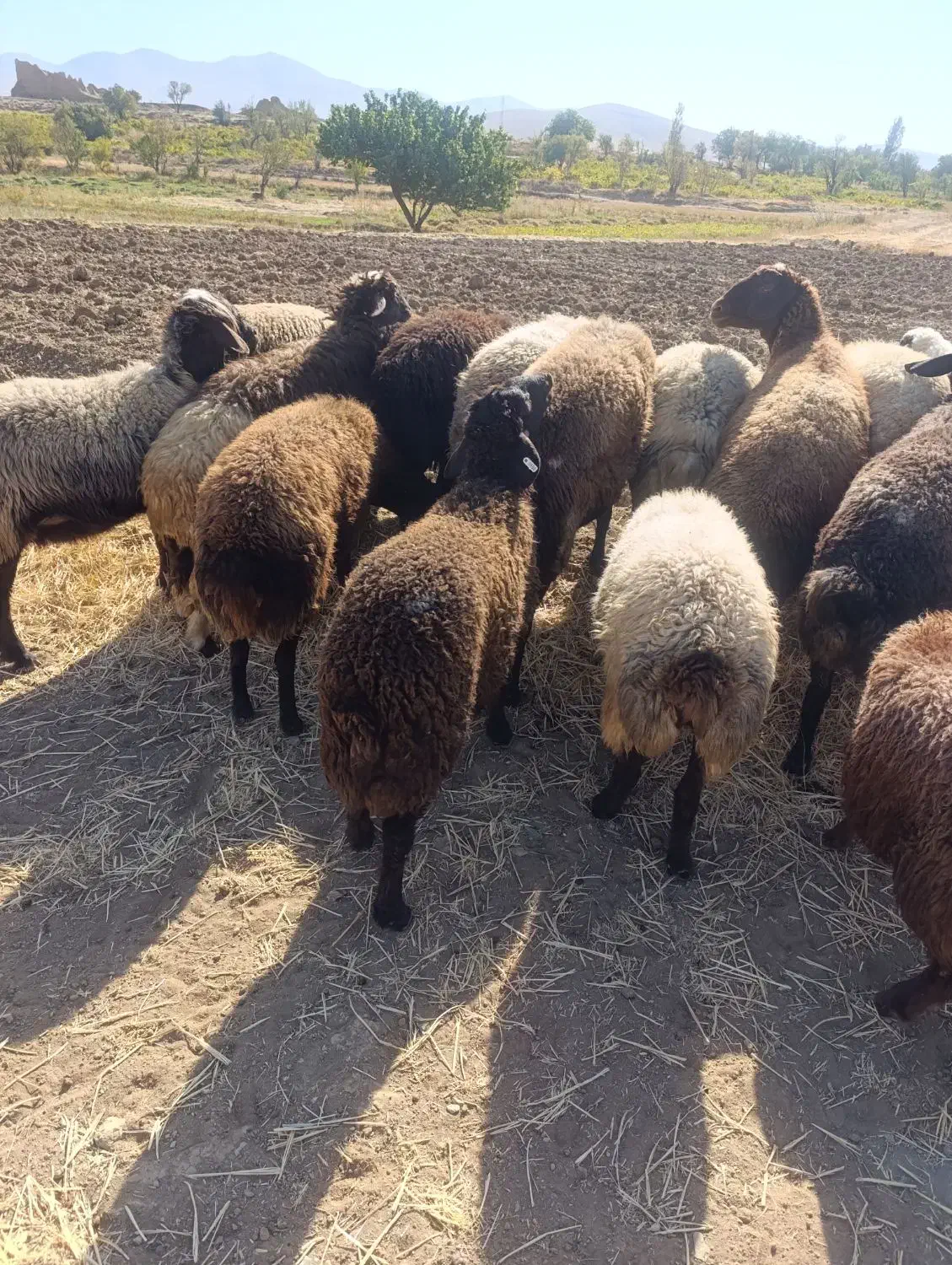 بره قوچ هتروزیگوت|حیوانات مزرعه|خمین, |دیوار