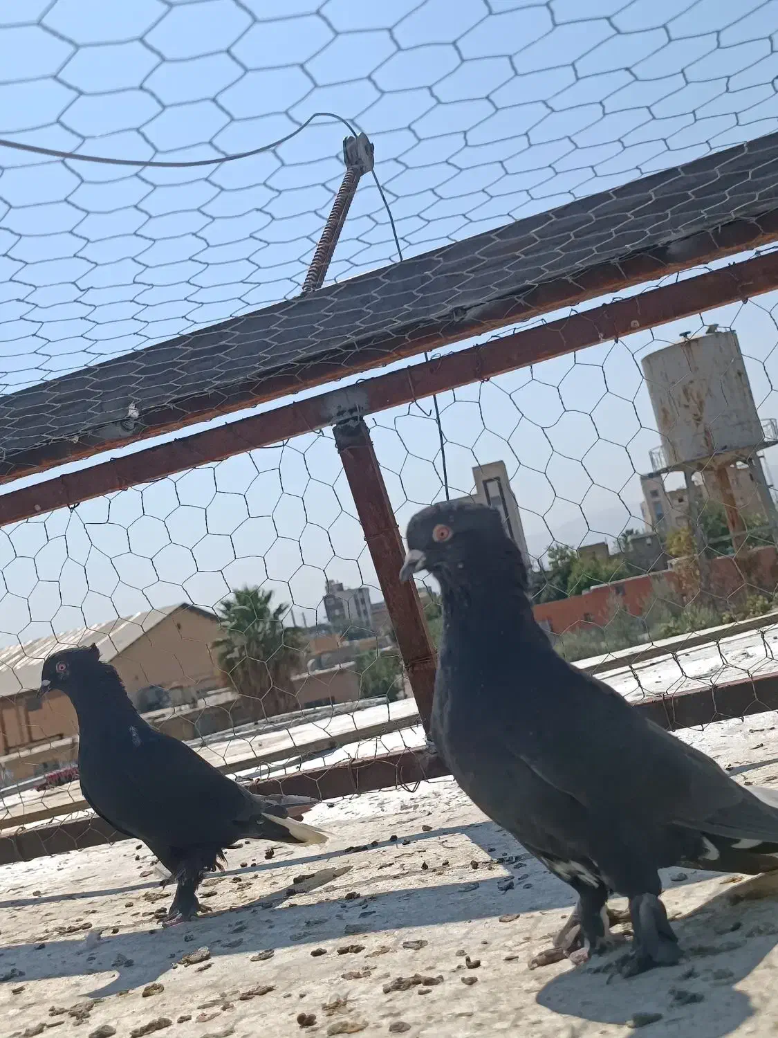 کفتر دمب سفید|پرنده|شیراز, دباغ خانه|دیوار