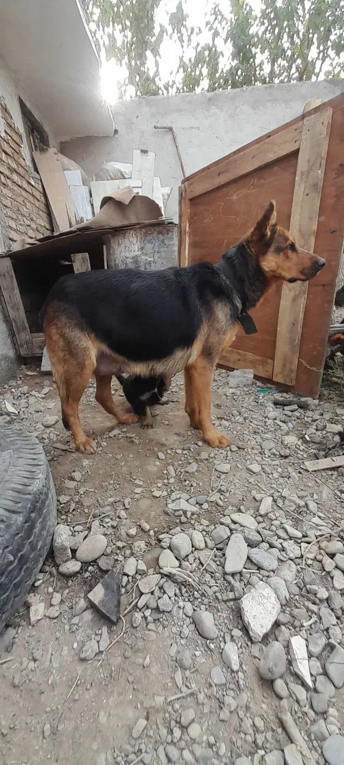 ژرمن ماده|سگ|محمدشهر, علی آباد گونه|دیوار