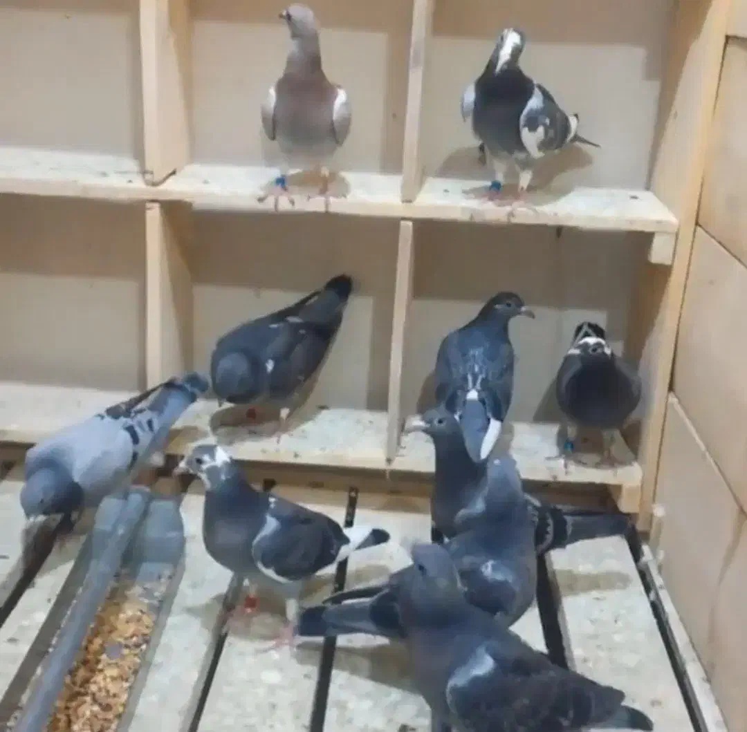 جوجه پلاکی|پرنده|اهواز, امانیه|دیوار