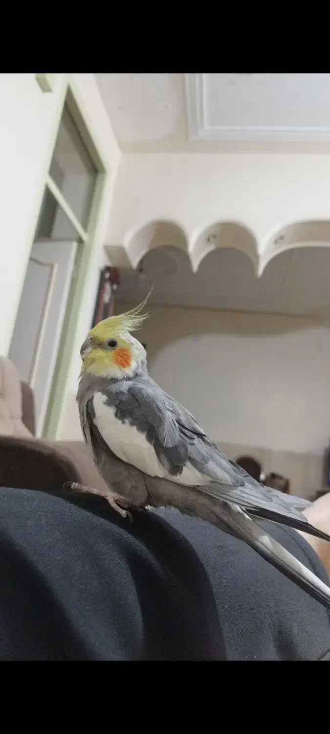 گمشده|حیوانات|مرودشت, مسجد رسول‎|دیوار