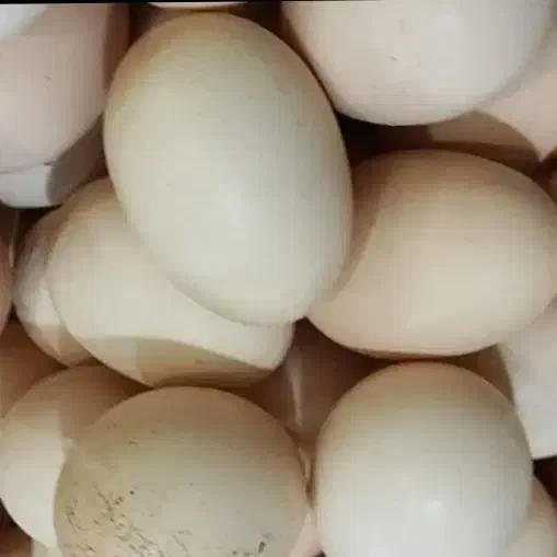 تخم مرغ محلی نطفه دار|خوردنی و آشامیدنی|بندر ترکمن, |دیوار