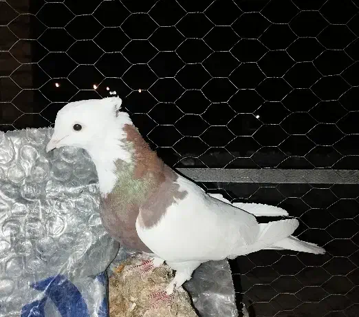 طوقی کلاهی وسیاه  رسمی معامله با قناری نر|پرنده|کرمان, |دیوار