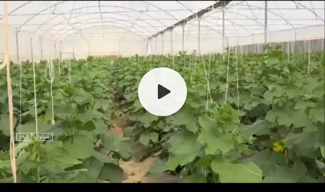 فروش 4838 متر مربع گلخانه زیر کشت در جالق|فروش دفتر صنعتی، کشاورزی، تجاری|سراوان, |دیوار