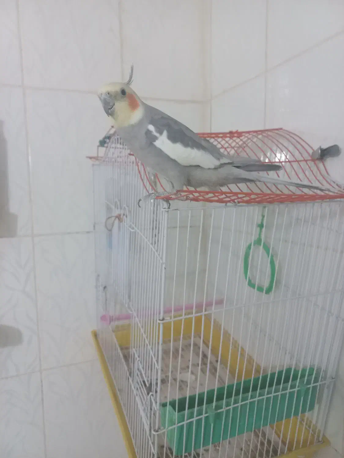 طوطی|حیوانات|قزوین, |دیوار