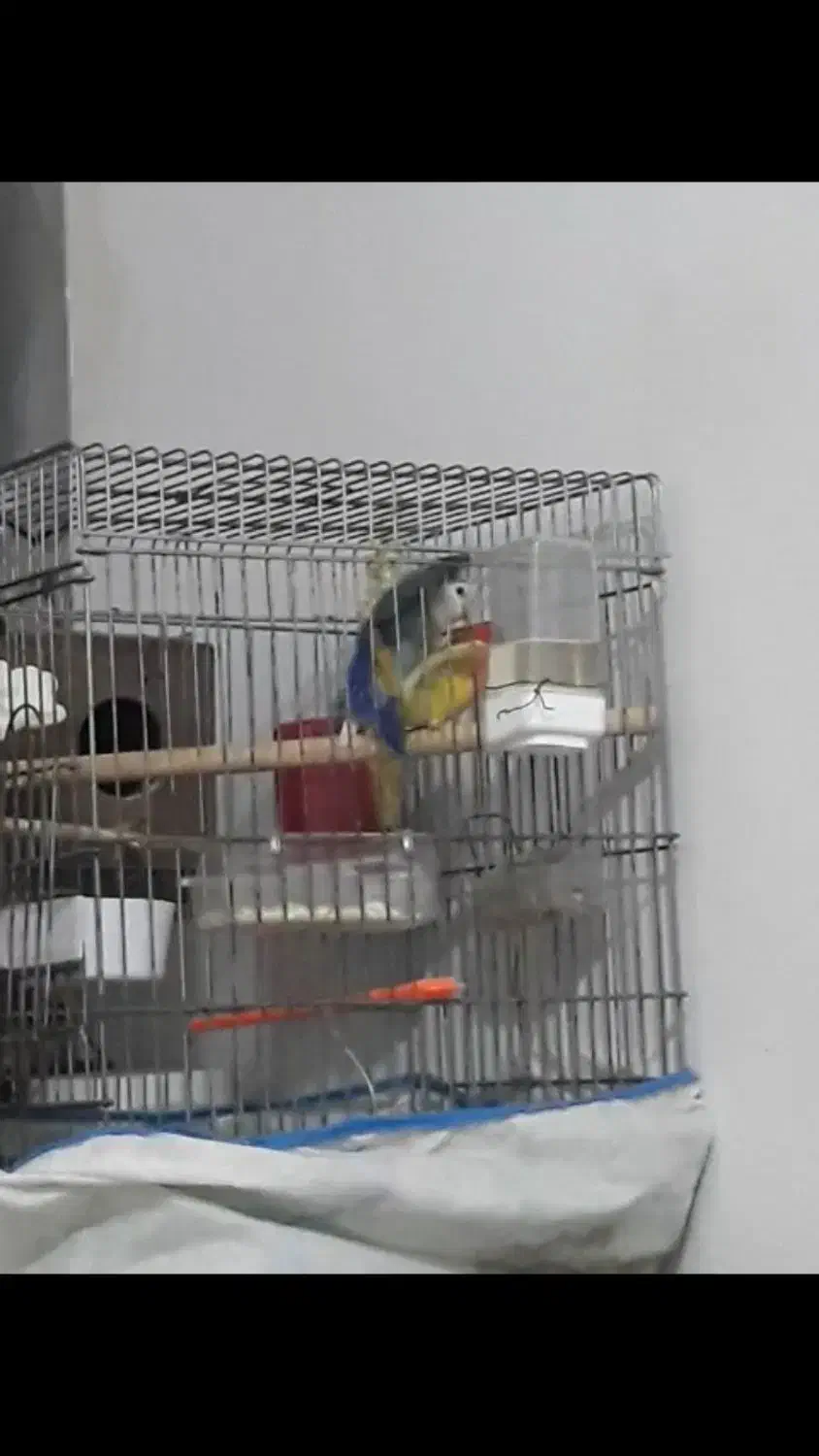 طوطی برزیلی جفت مولد و دستی|پرنده|باغستان, |دیوار