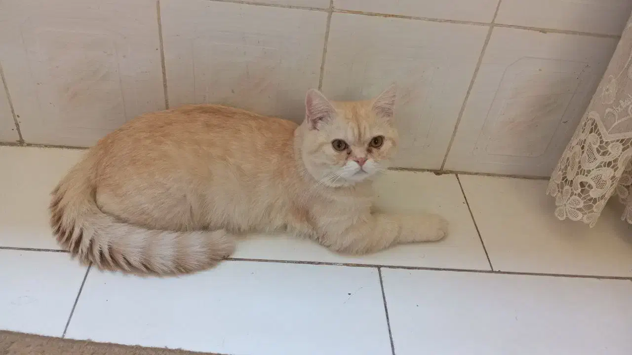 گربه بریتیش نژاد دار 6 ماهه|گربه|تهران, تهرانپارس شرقی|دیوار