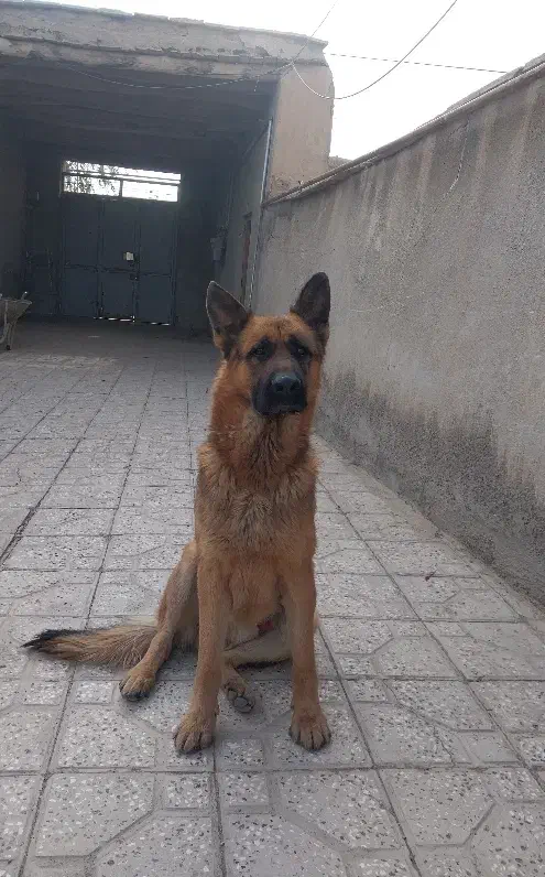 واگذاری ی قلاده ژرمن|سگ|شاهرود, |دیوار