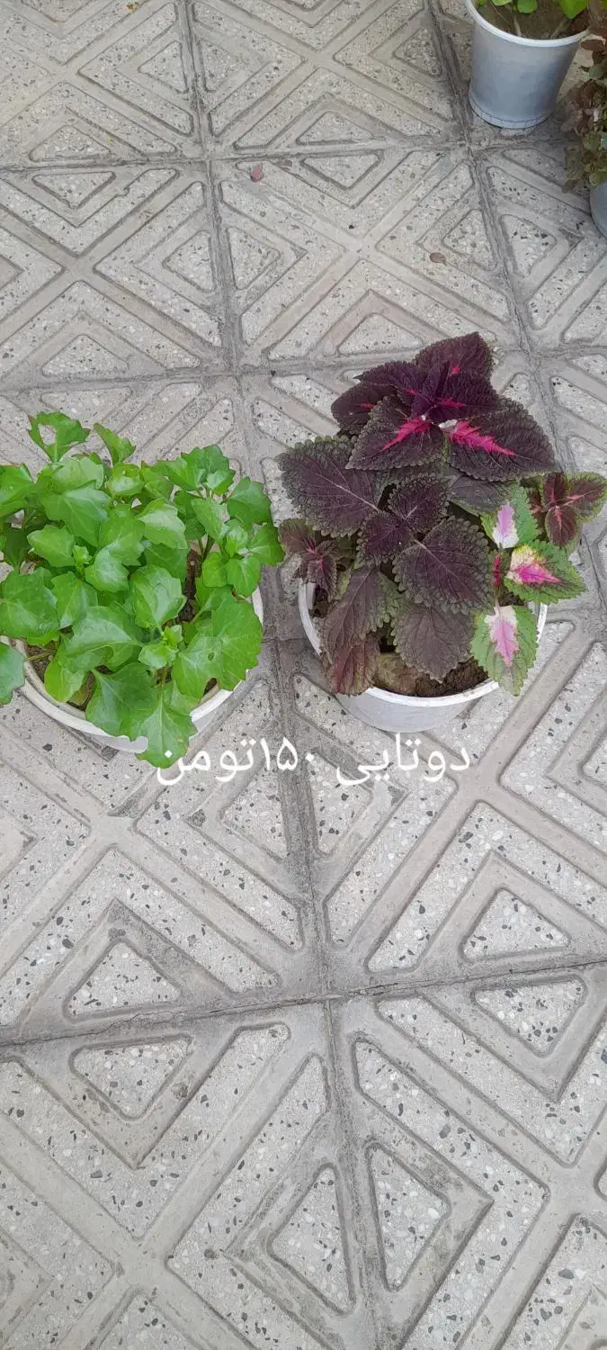 گل طبیعی|گل و گیاه طبیعی|خوی, |دیوار