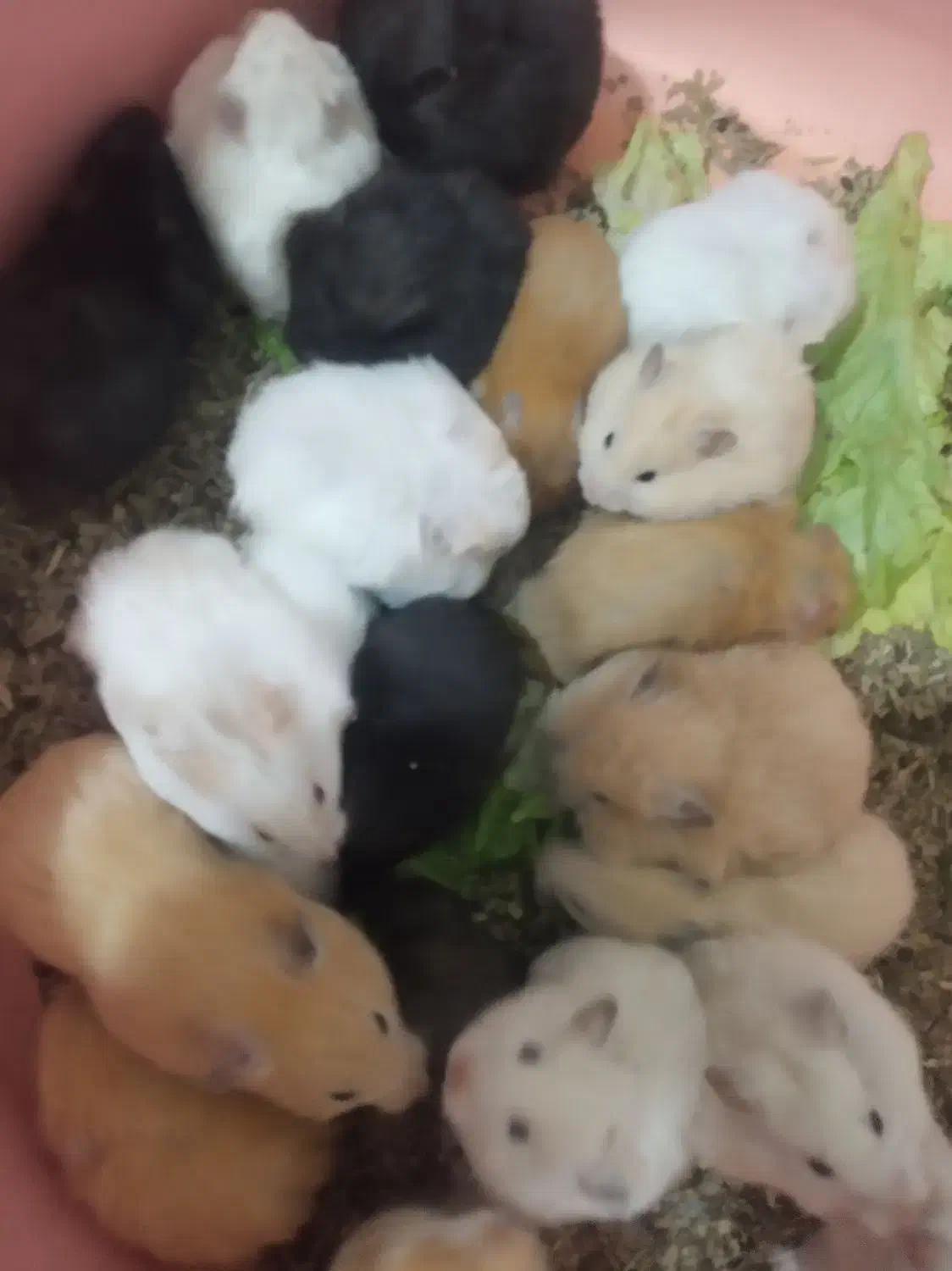 بچه همستر و همستر بالغ سالم و سرحال|موش و خرگوش|سنندج, |دیوار