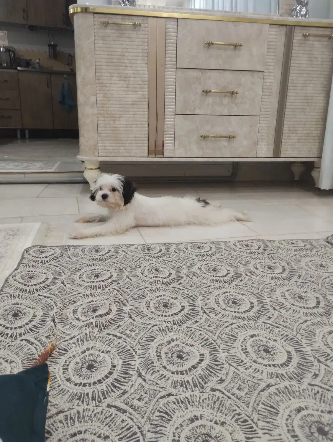 توله شیتزو 8ماهه|سگ|پاکدشت, پاکدشت (مامازند)|دیوار