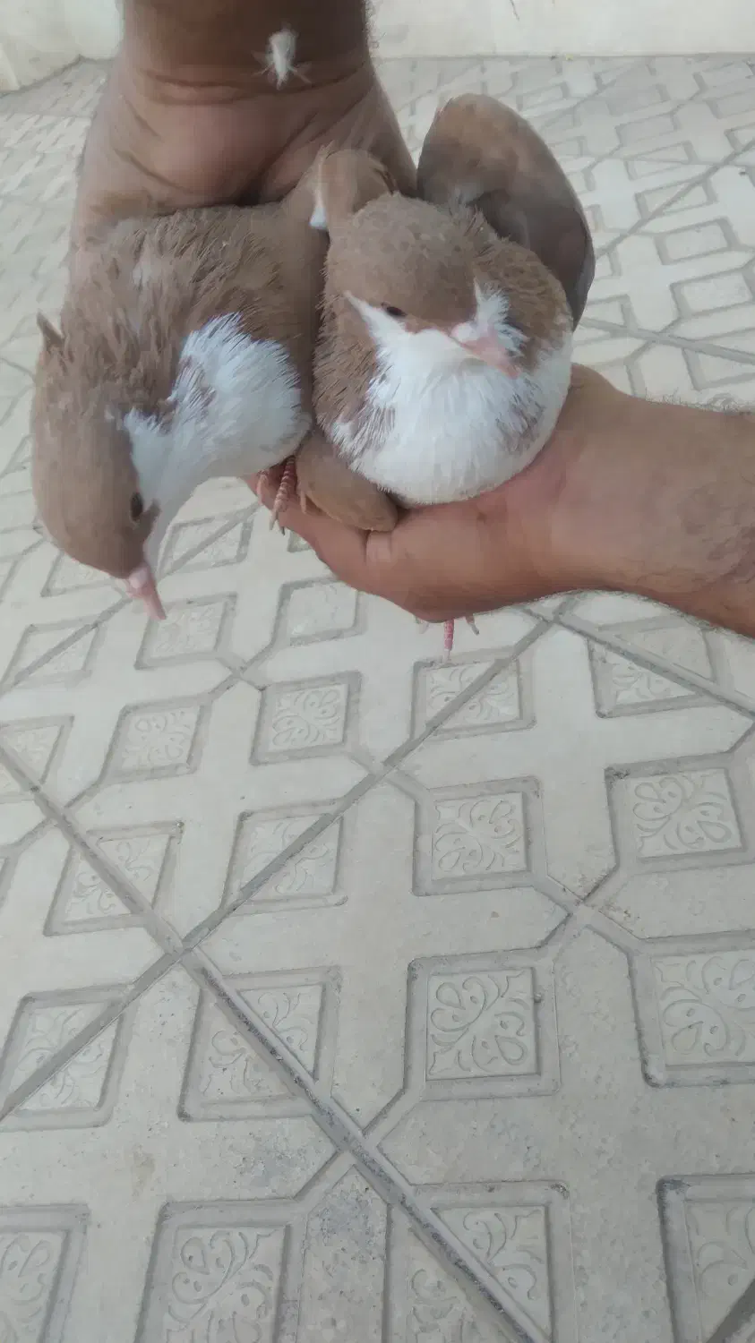 یک جفت زرد رسمی|پرنده|کرمان, |دیوار