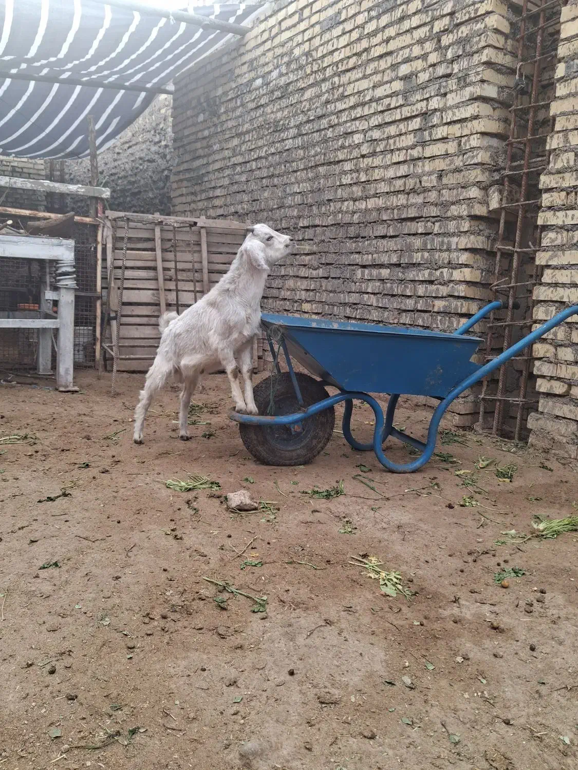 بز صلاله|حیوانات مزرعه|دزفول, |دیوار