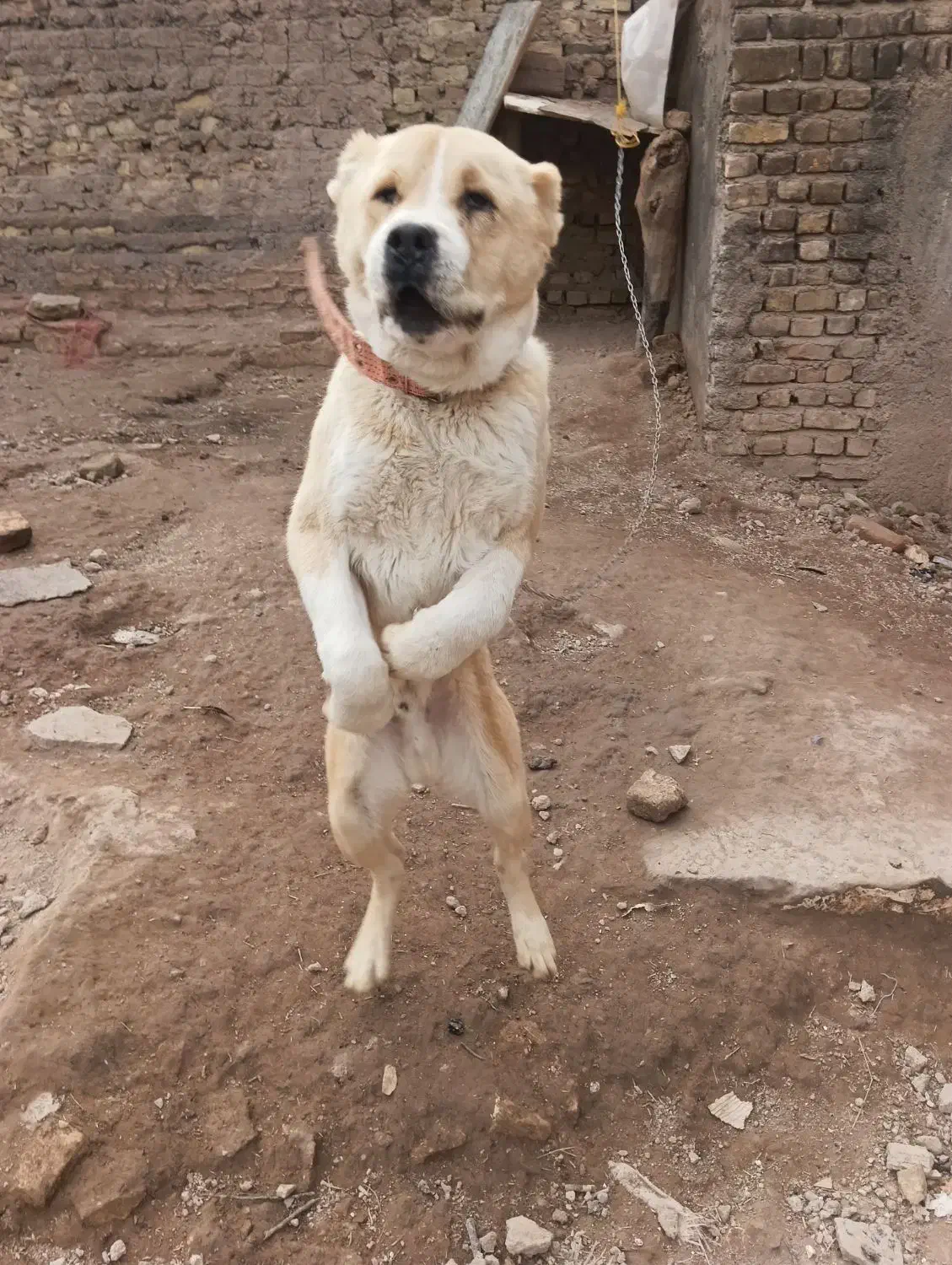 سگ الابای|سگ|تهران, منیریه|دیوار