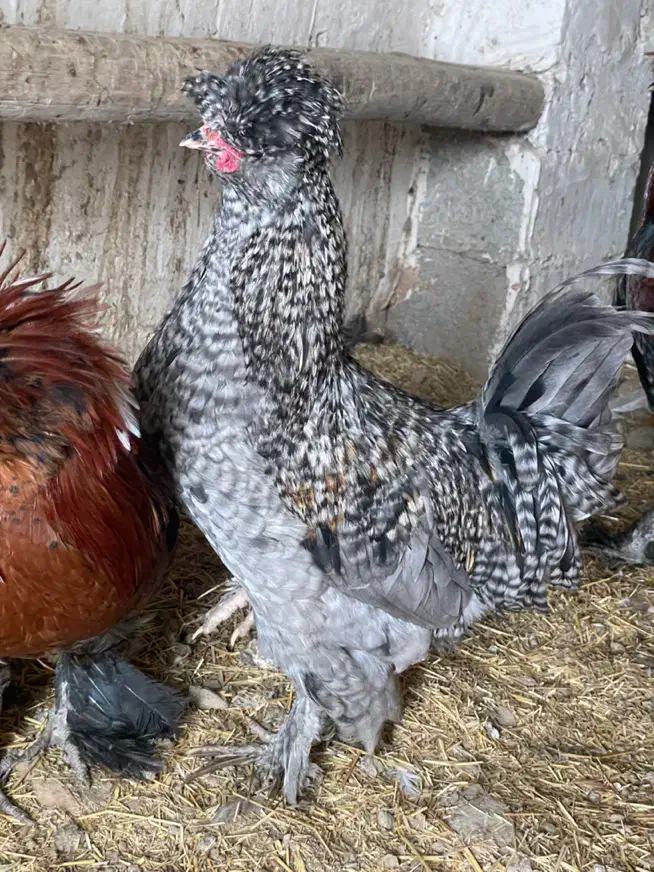 خروس سلطان|حیوانات مزرعه|سقز, |دیوار