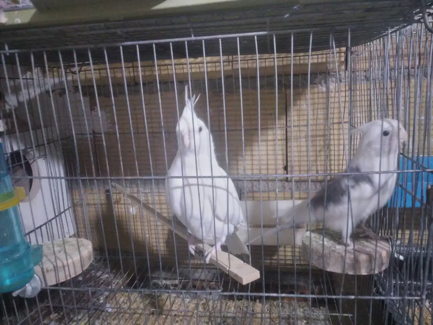 عروس هلندی آلبینو فروش و معاوضه|پرنده|کرج, خرمدشت|دیوار