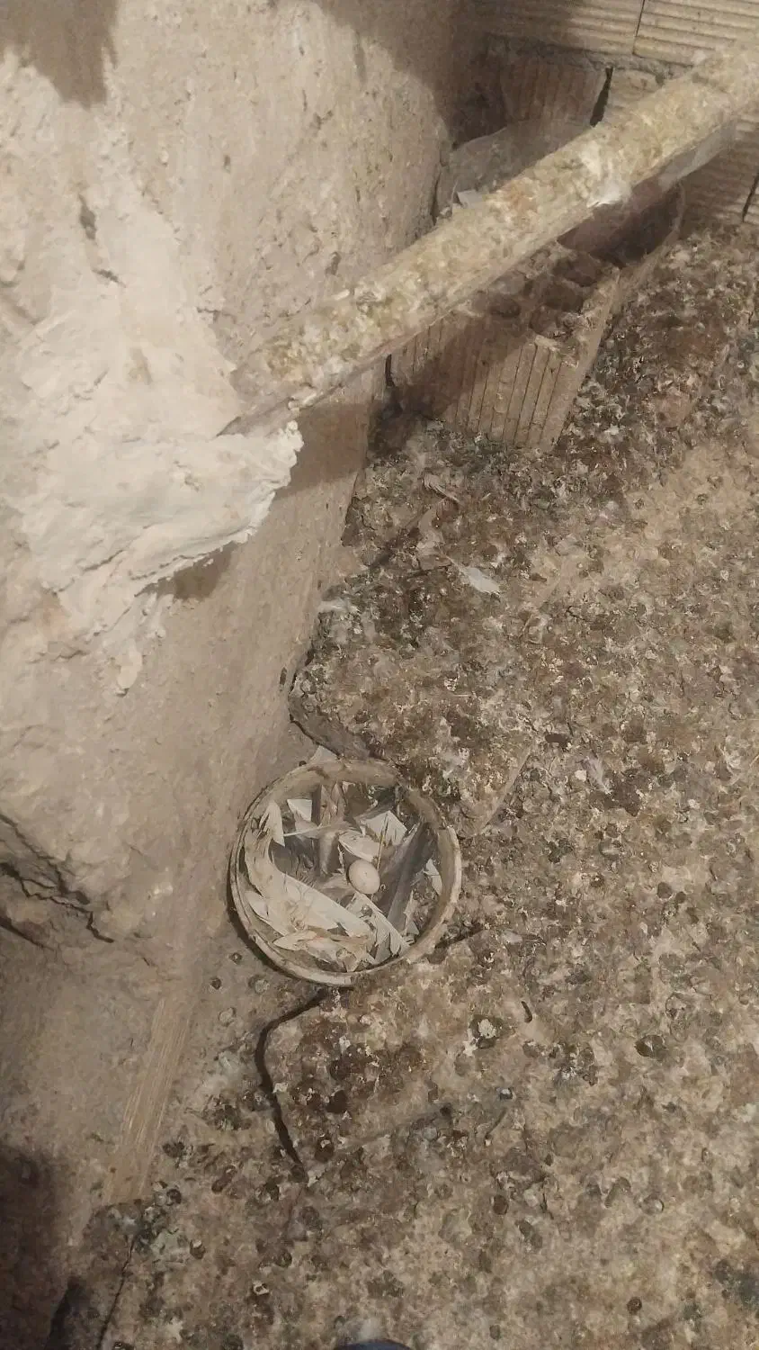 ماده سرخ|پرنده|خزل, |دیوار