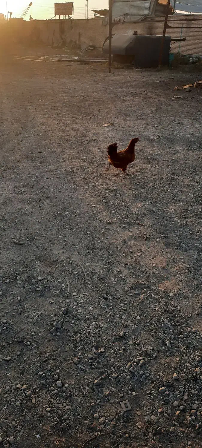 خروس گلین|حیوانات مزرعه|نسیمشهر, |دیوار