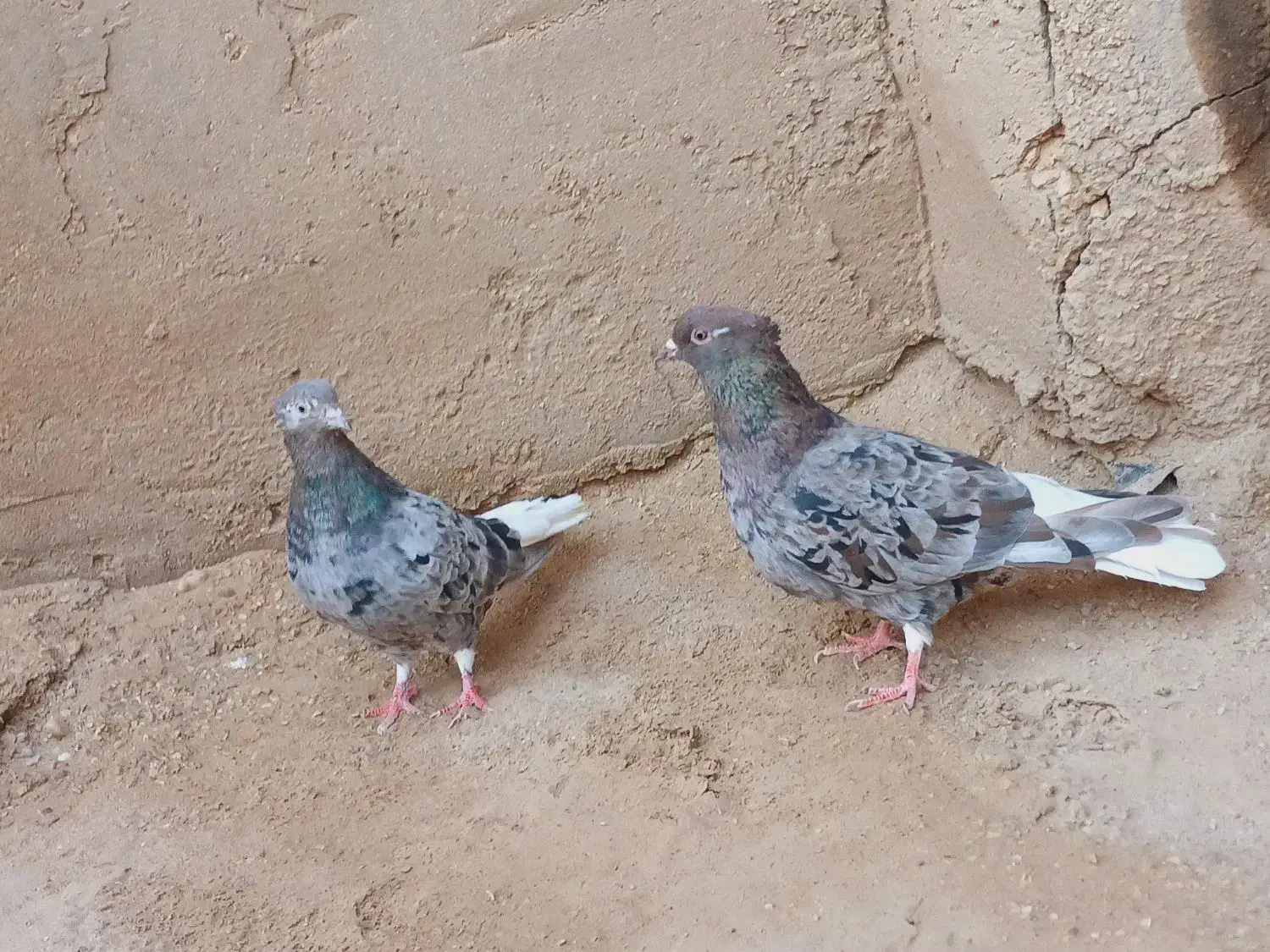 کبوتر رنگی دم سفید|پرنده|کارون, |دیوار