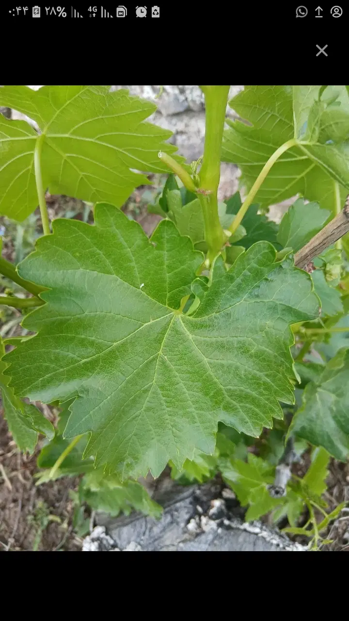 برگ انگور|خوردنی و آشامیدنی|ماکو, |دیوار